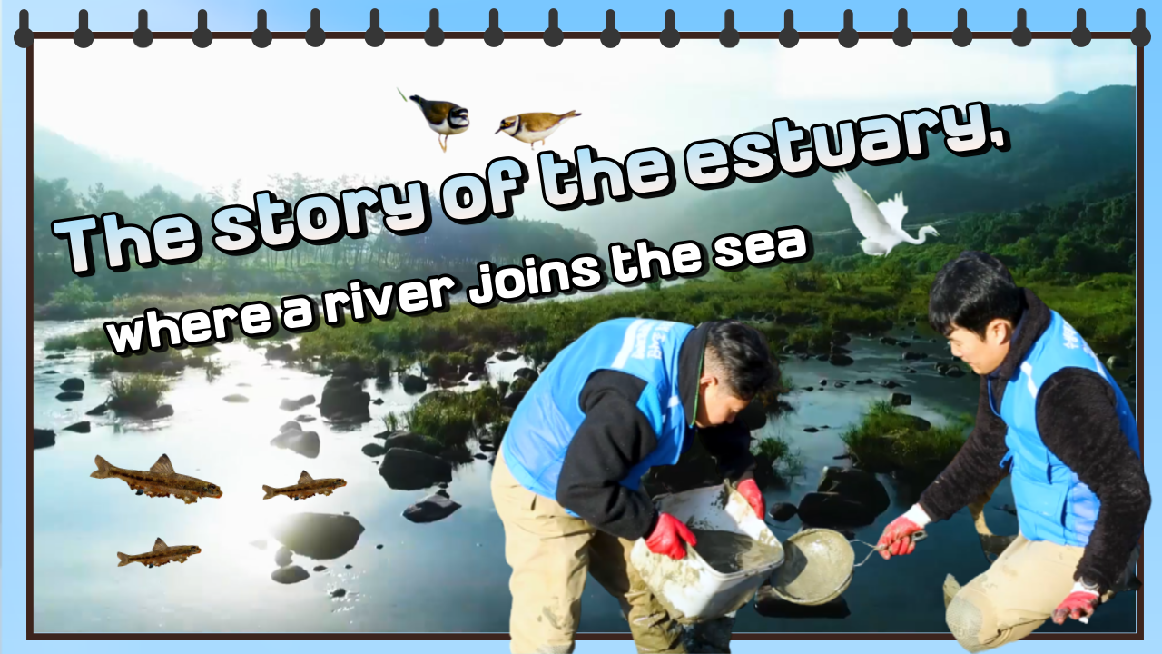 The Story of the estuary, where a river joins the sea