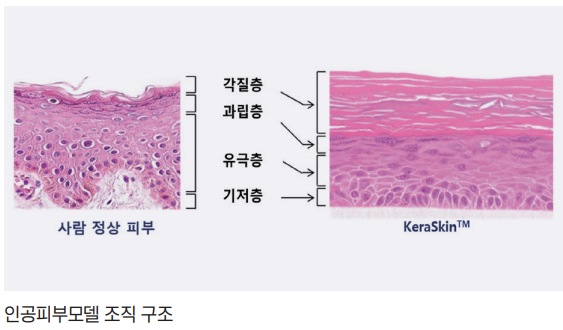 대체 시험법은 동물실험의 부작용을 줄일 수 있어요