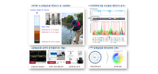 퇴적층 내 유해남조류 현장조사 및 시료채취 기후변화에 따른 녹조발생 제한인자 분석 유해남조류 유전자 분석법(PCR) 개발, 낙동강 유해남조류 라이브러리 구축